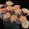 Rebutia