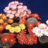 Rebutia_1