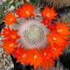 Rebutia_albipilosa