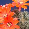 Rebutia_brachyantha