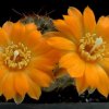 Rebutia_einsteinii_atrospin