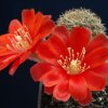 Rebutia_fusca