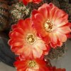 Rebutia_gracilispina