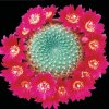 Rebutia_grandiflora