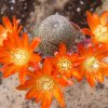 Rebutia_heliosa