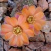 Rebutia_pectinata