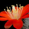 Rebutia_pulvispina