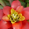 guzmania_lingulata