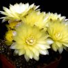 gymnocalycium