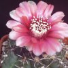 gymnocalycium_baldianum