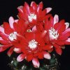 gymnocalycium_baldianum_1