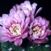 gymnocalycium_ferrarii_1