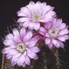 gymnocalycium_friedrichii