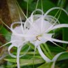 hymenocallis_littoralis