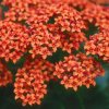 kalanchoe