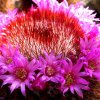 mammillaria