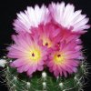 notocactus_purpureus_1