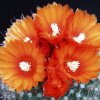 parodia_mecedesiana