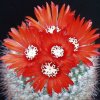 parodia_sanguiniflora