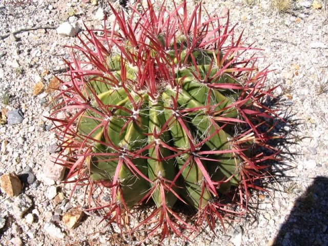 Echinocactus_grussonii_6