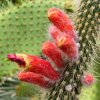 Cactus_flower
