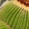 Echinocactus_grusonii_1
