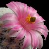Mammillaria_herrerae