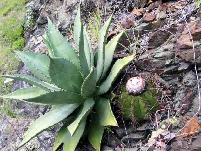 Agave_albescens