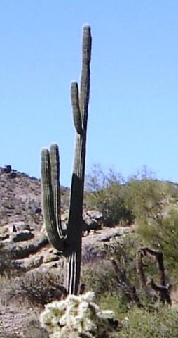 Cereus-Arizona