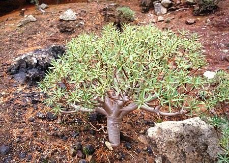 Euphorbia_balsamifera