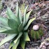 Agave_albescens