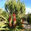Aloe_ve_Euphorbia