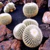 Echinocactus_grussonii