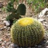 Echinocactus_grussonii_1