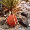 Yucca_and_Red_Thorned_Barrel_Cactus