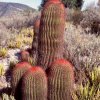 cactus_5