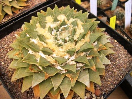 Ariocarpus_retusus_10