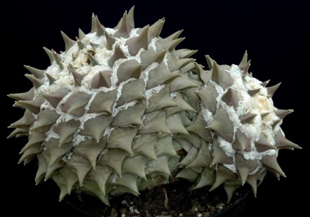 Ariocarpus_retusus_2