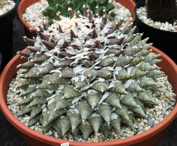 Ariocarpus_retusus_3