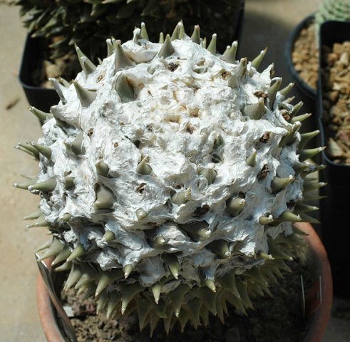 Ariocarpus_retusus_4