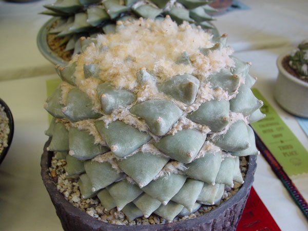 Ariocarpus_retusus_7