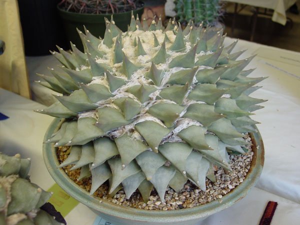 Ariocarpus_retusus_8