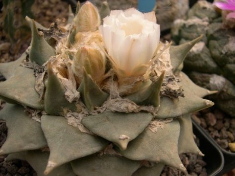 Ariocarpus_retusus_9