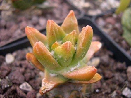 Ariocarpus_retusus_fa._variegata