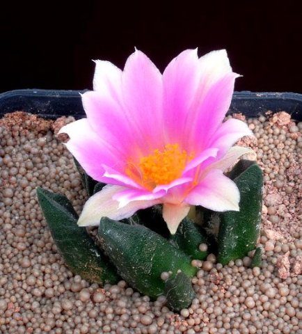 Ariocarpus_scapharostrus