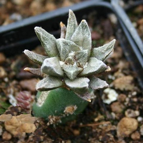 Ariocarpus_scapharostrus_1