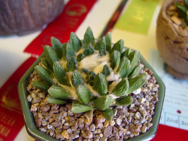 Ariocarpus_scaphirostris