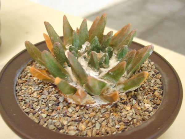 Ariocarpus_scaphirostris_1