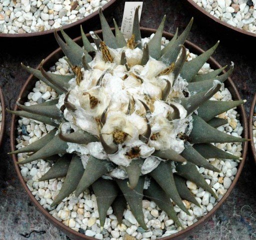 Ariocarpus_trigonus_aramberi