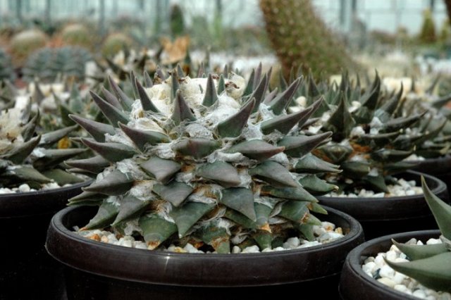 Ariocarpus_trigonus_aramberi_1